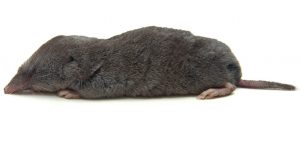 Dagbani Animal Names -  Mole - Name in Dagbani - Mole - Nantariga Plural- Nantarisi Male- Nantari lɔɣu Female- Nantari nyaŋ