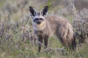 Dagbani Animal Names -  Fox  Name in Dagbani - Fox - ŋɔɣu Plural- ŋɔri Male- ŋɔlɔɣu Female- ŋɔnyaŋ