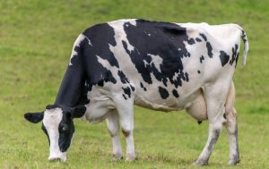 Dagbani Animal Names - cow Name in Dagbani - Cow- Nahu Plural - Niɣi Male- Naɣ'laa Female- Naɣ' nyaŋ