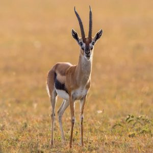 Dagbani Animal Names -  Gazelle Name in Dagbani -Gazelle - Mulfu Plural - muya Male- mulfu lɔɣu Female- mulfu nyaŋ