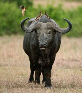Dagbani Animal Names -  Buffalo Name in Dagbani - Buffalo - Yonahu Plural - Yoniɣi Male- yonaɣilaa Female- Yonaɣ' nyaŋ
