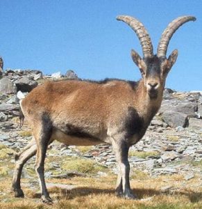 Dagbani Animal Names -  Ibex Name in Dagbani -Ibex - Yɔbua Plural- yɔbuhi Male- yɔbu laa Female- yɔbu nyaŋ