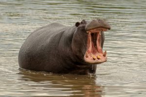 Dagbani Animal Names - Hippopotamus Name in Dagbani -Hippopotamus - ŋamli Plural - ŋama Male- ŋandaa Female- ŋan nyaŋ