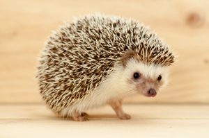 Dagbani Animal Names -  Hedgehog Name in Dagbani -Hedgehog - Yuɣimpɛni Plural - yuɣimpɛna Male- Yuɣimpɛn lɔɣu Female- Yuɣimpɛn nyaŋ