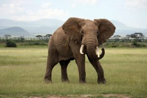 Dagbani Animal Names -  Elephant Name in Dagbani  Plural - wɔbiri Male- wɔbilaa Female- wɔbi nyaŋ