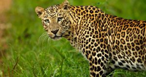 Dagbani Animal Names - Leopard Name in Dagbani - Leopard/ tiger - Jɛngbuni Plural - Jɛngbuna Male- Jɛngbun lɔɣu Female- Jɛngbun nyaŋ