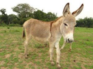 Dagbani Animal Names - Donkey Name in Dagbani Donkey - buŋa Plural - Bunsi Male- Bundaa Female- Buŋ nyaŋ