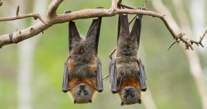 Dagbani Animal Names -  Bat Name in Dagbani - Bat- Zɔŋa Plural - Zɔna Male- Zɔŋ lɔɣu Female- Zɔŋ nyaŋ