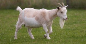 Dagbani Animal Names - Goat Name in Dagbani - Goat- Bua Plural- buhi Male- bulaa Female- bu'nyaŋ