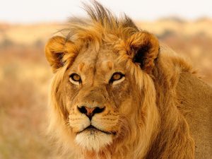 Dagbani Animal Names - lion Name in Dagbani  Lion - Gbuɣinli Plural - Gbuɣima Male- Gbuɣindaa Female- Gbuɣin nyaŋ