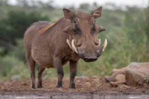 Dagbani Animal Names - Dagbanli - Dee  English Warthog