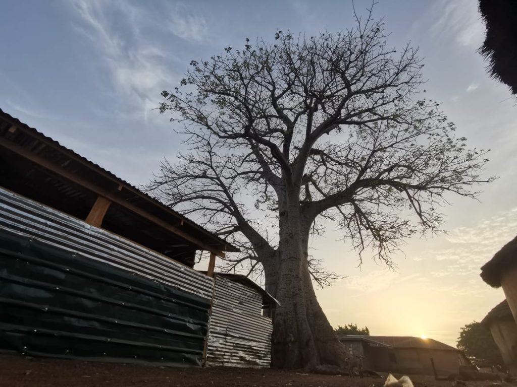 Naa Bimbiɛgu mystic tree In Yendi - Dagbon Kingdom: Your Gateway to the Best of Culture, History & Tourism