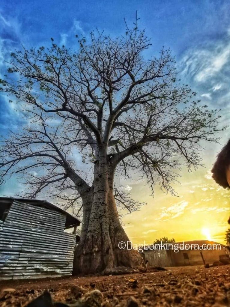 Naa Bimbiɛgu tuwa mystic tree In Yendi - Dagbon Kingdom: Your Gateway to the Best of Culture, History & Tourism